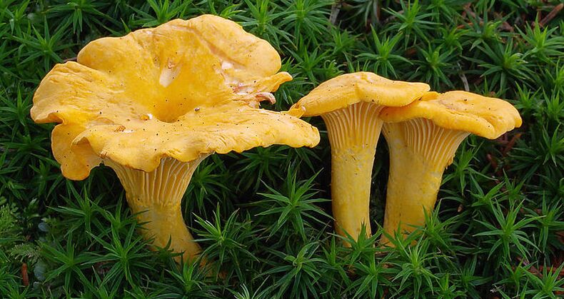 parasite chanterelle mushrooms