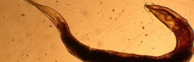 human body parasitic worm