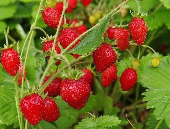 Strawberry