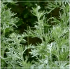 Parasitic wormwood