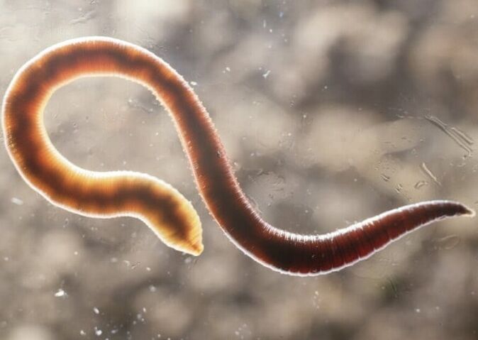 worm parasite of the human body