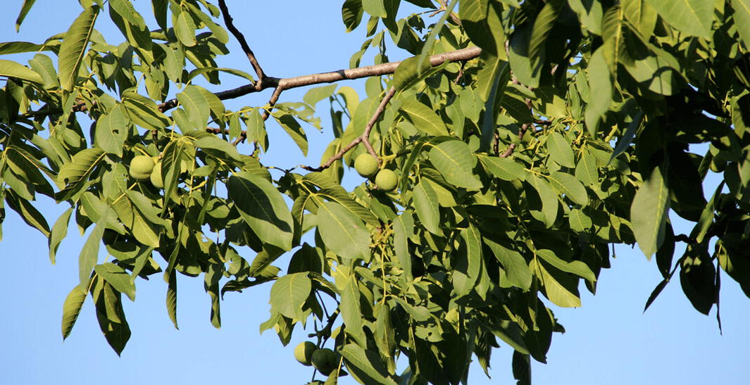 parasites live in nuts