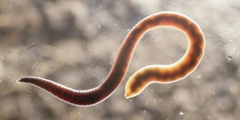 human moth worm