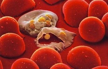 Plasmodium of malaria in the human body